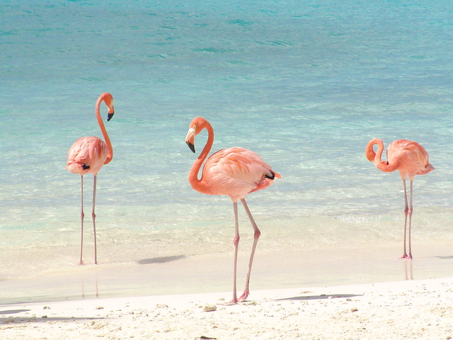 Flamingos on the beach in Aruba