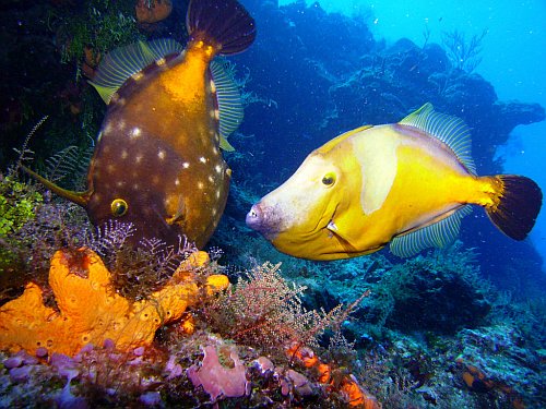 Cozumel, Mexico